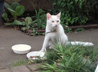 白い猫.jpg